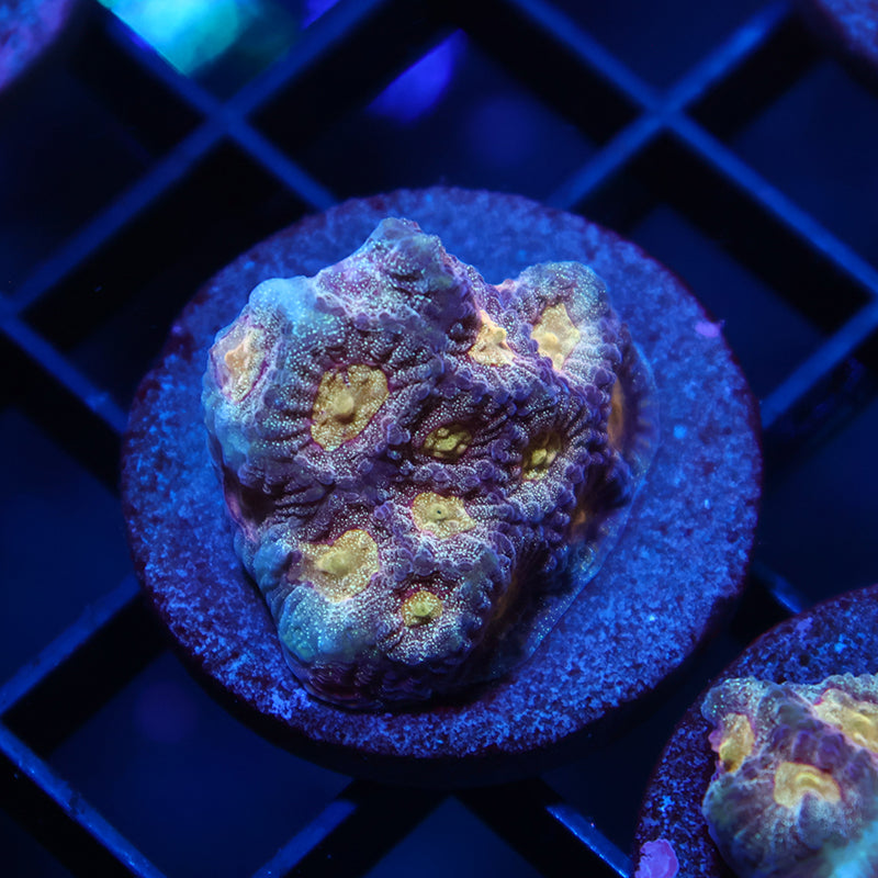 TCK Purple Sparkly Favia