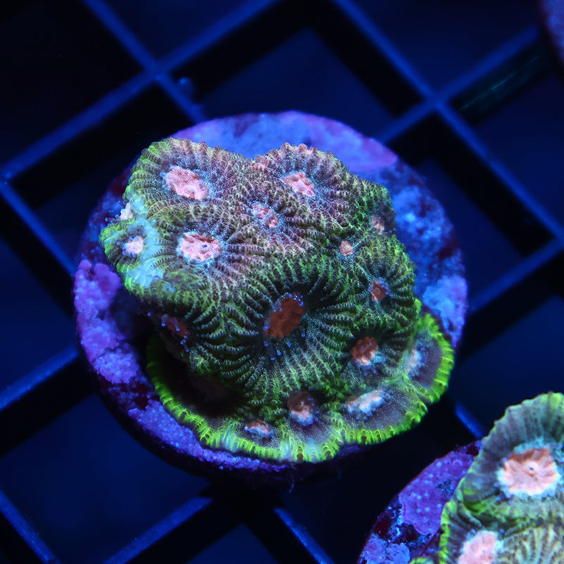 TCK Green Sparkly Favia