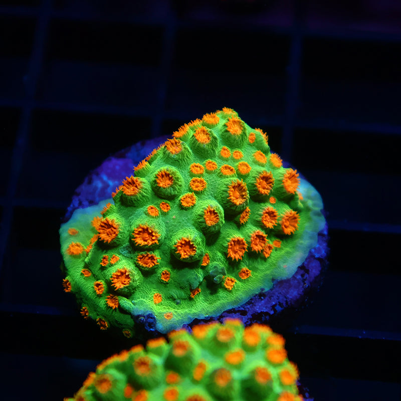 Lg Reptar Cyphastrea