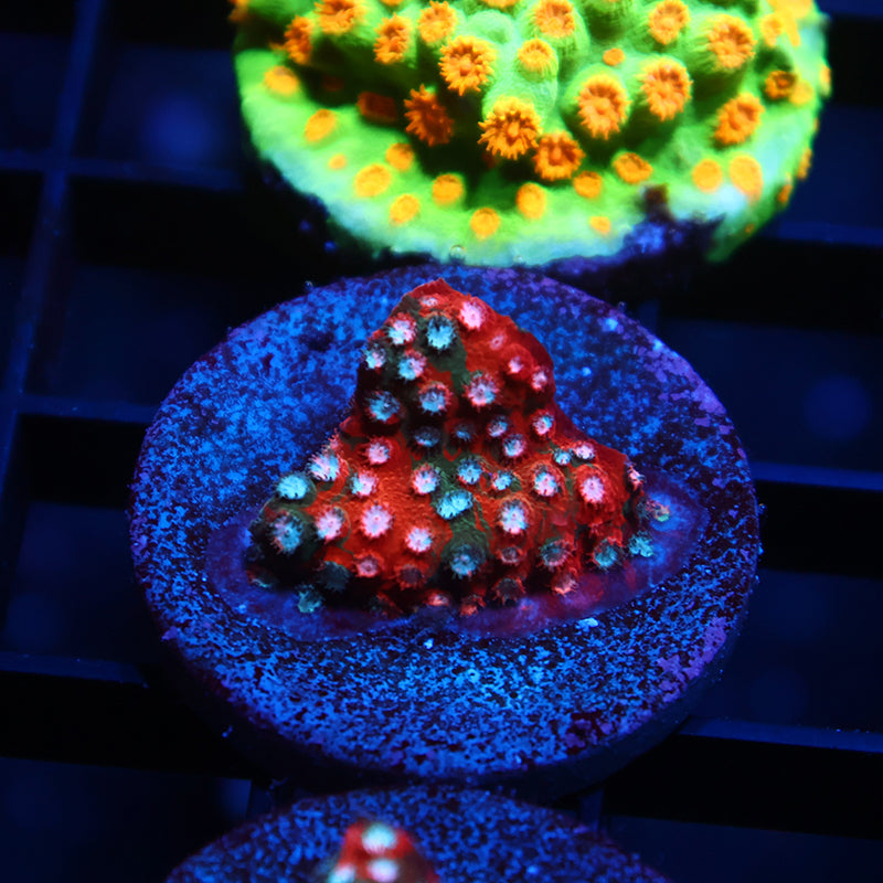 JF Fender Bender Cyphastrea