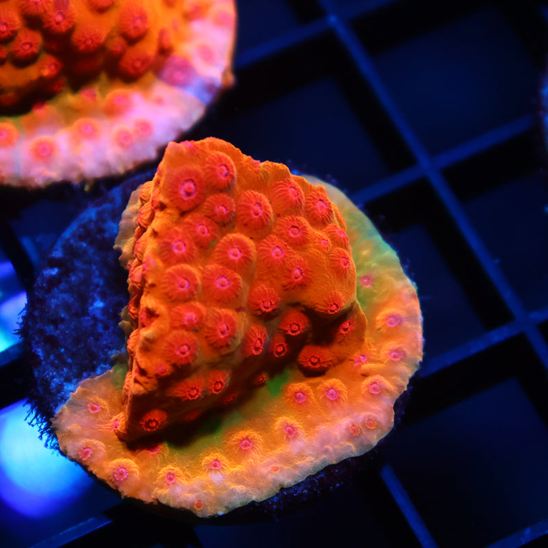 WWC Defcon Cyphastrea