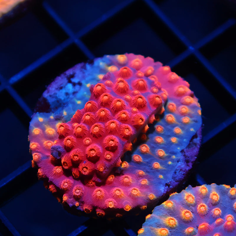 TCK Abstract Rainbow Cyphastrea