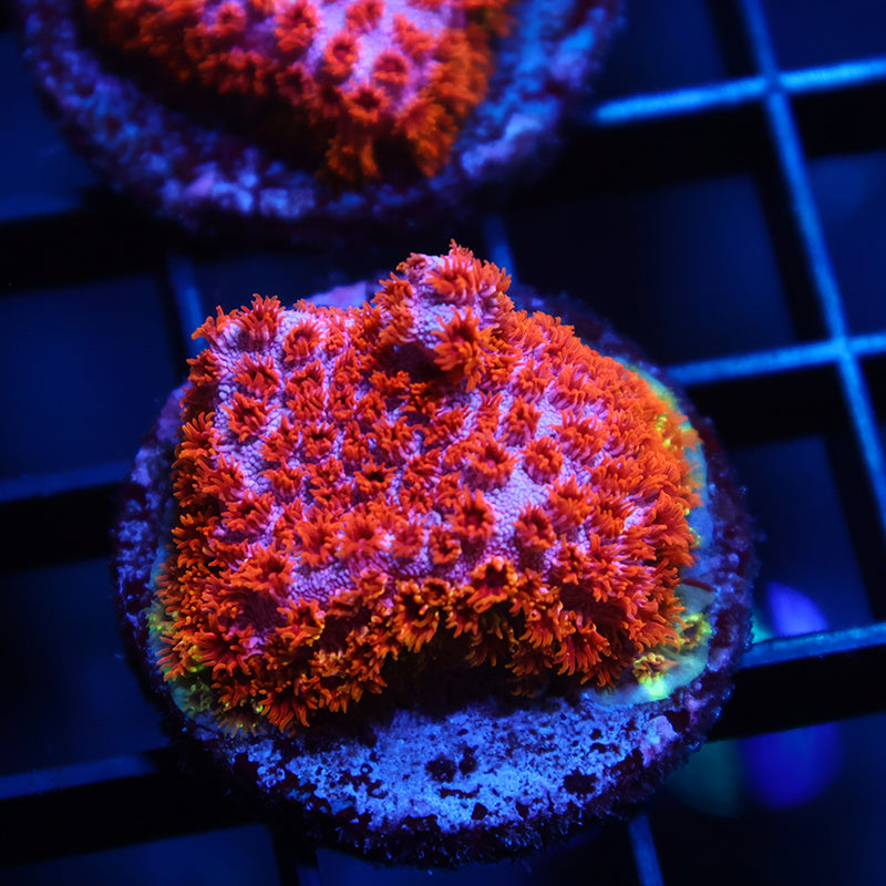 Skittles Bomb Cyphastrea
