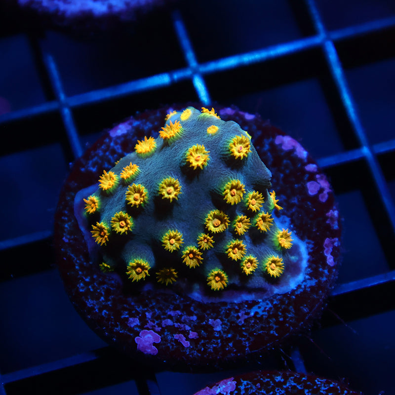 Zoolander Cyphastrea