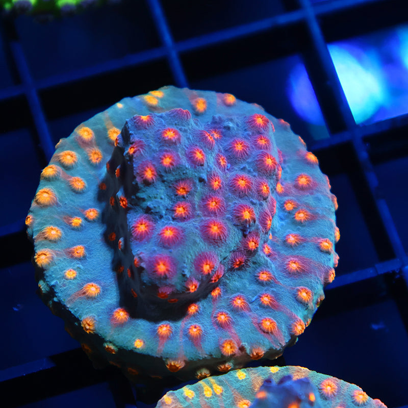 TCK Rainbow Comet Cyphastrea