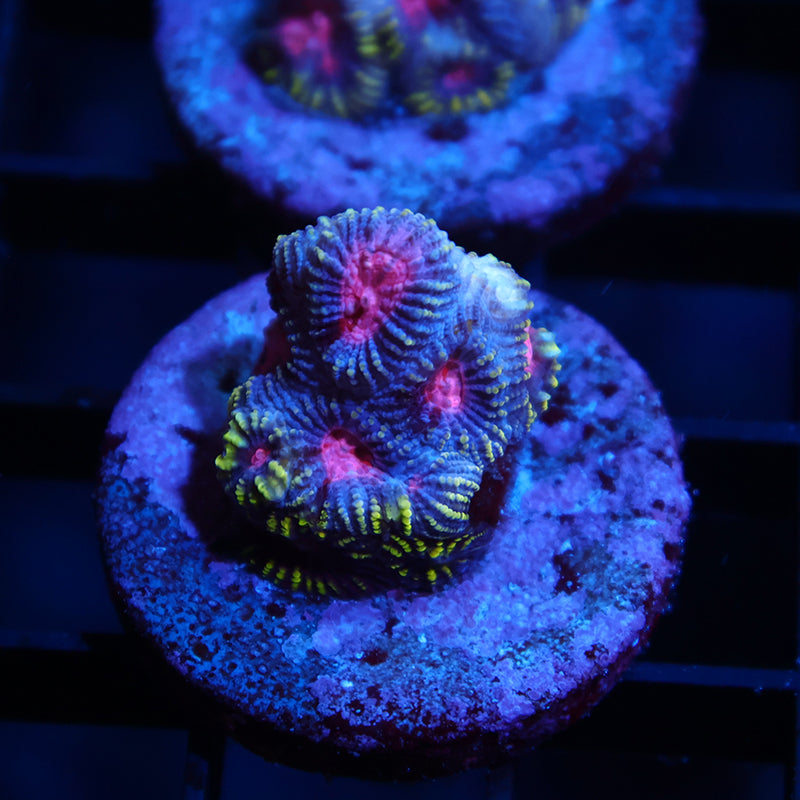TCK Space Favia