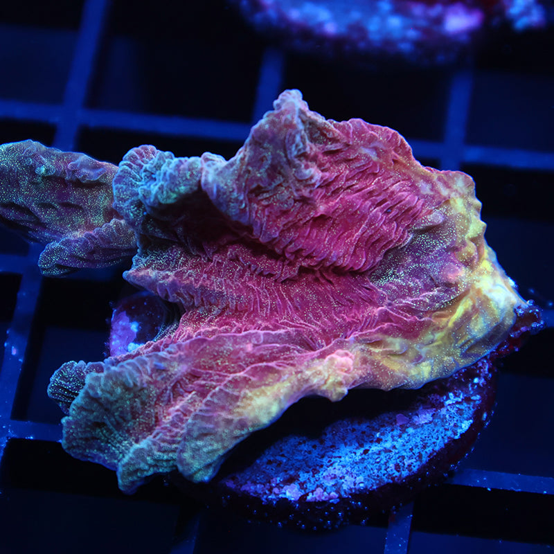 TCK Awesome Red Pectinia