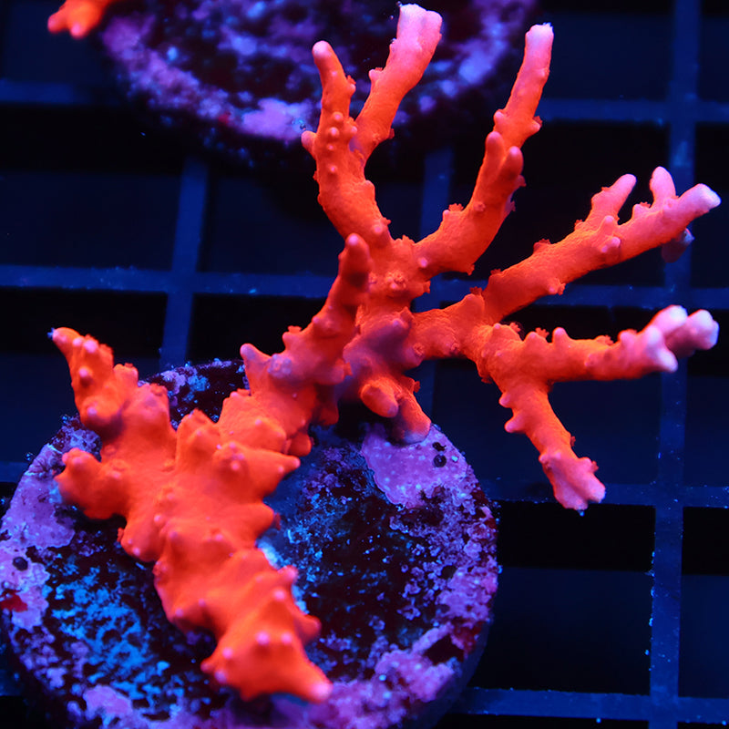 JF TNT Anacropora
