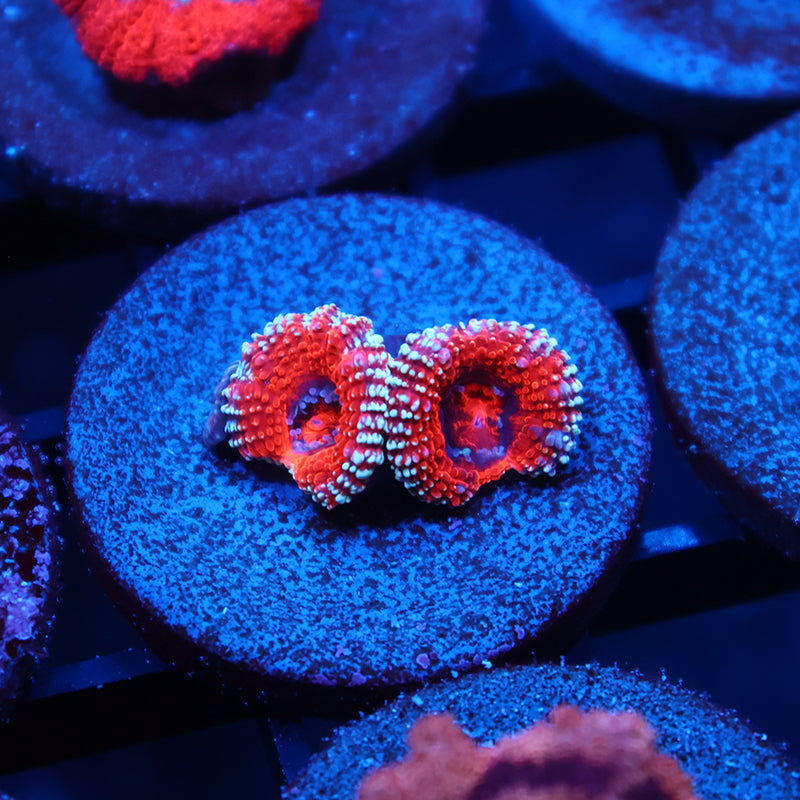 TCK Glitter Rim Acan