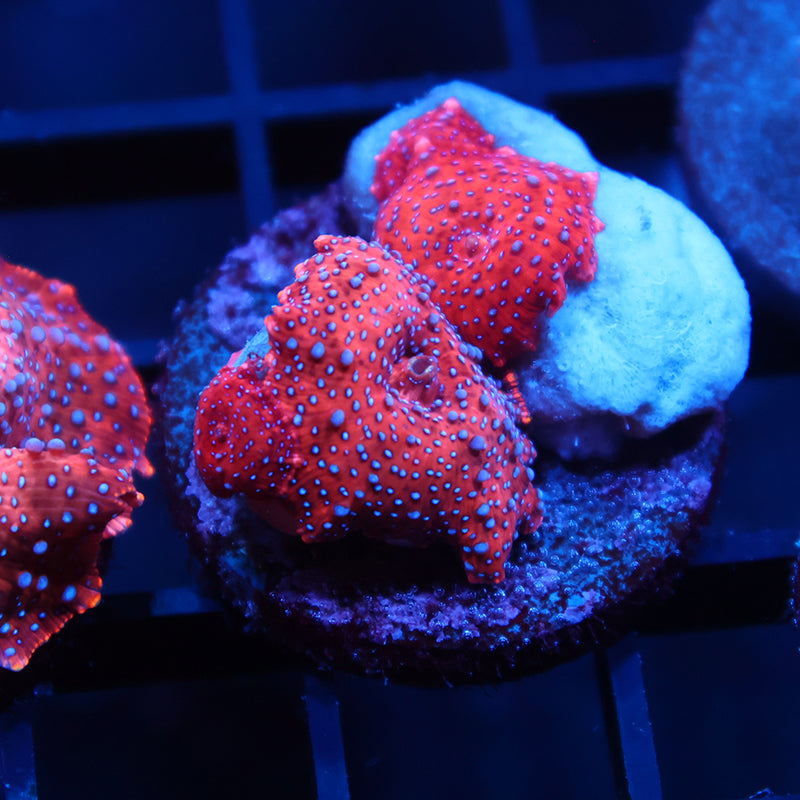 TCK Superman Mushrooms