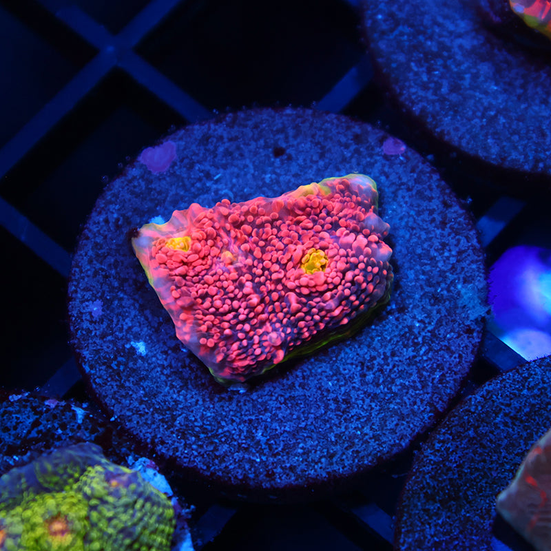 Tyree OG Pink Watermelon Chalice