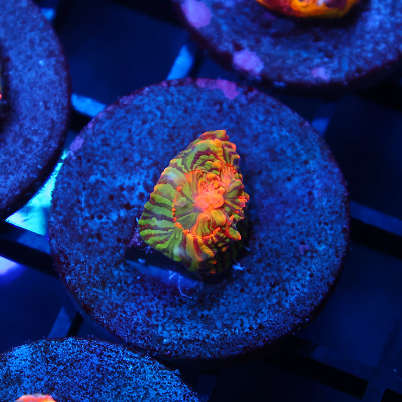 WWC Grafted Montipora