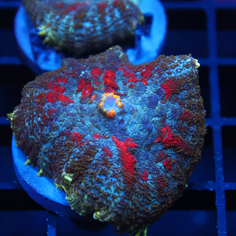 TCK Rainbow Rhodactis