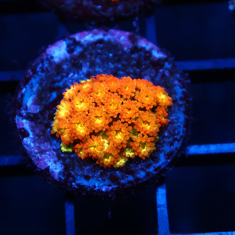 TCK Combustion Goni Bernardpora