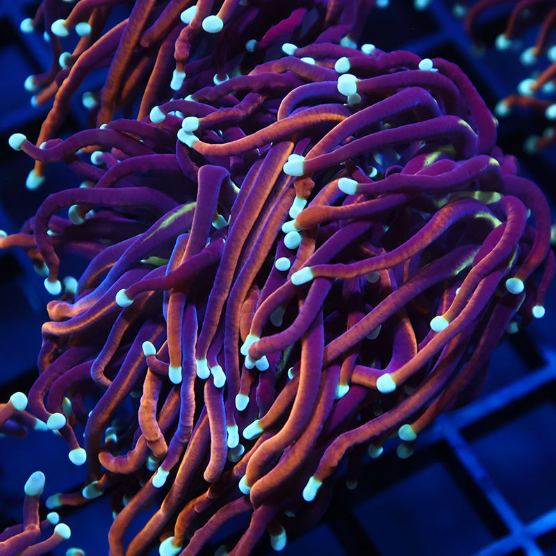 TCK White Tips Indo Gold Torch