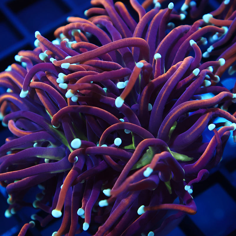 Lg TCK White Tips Indo Gold Torch