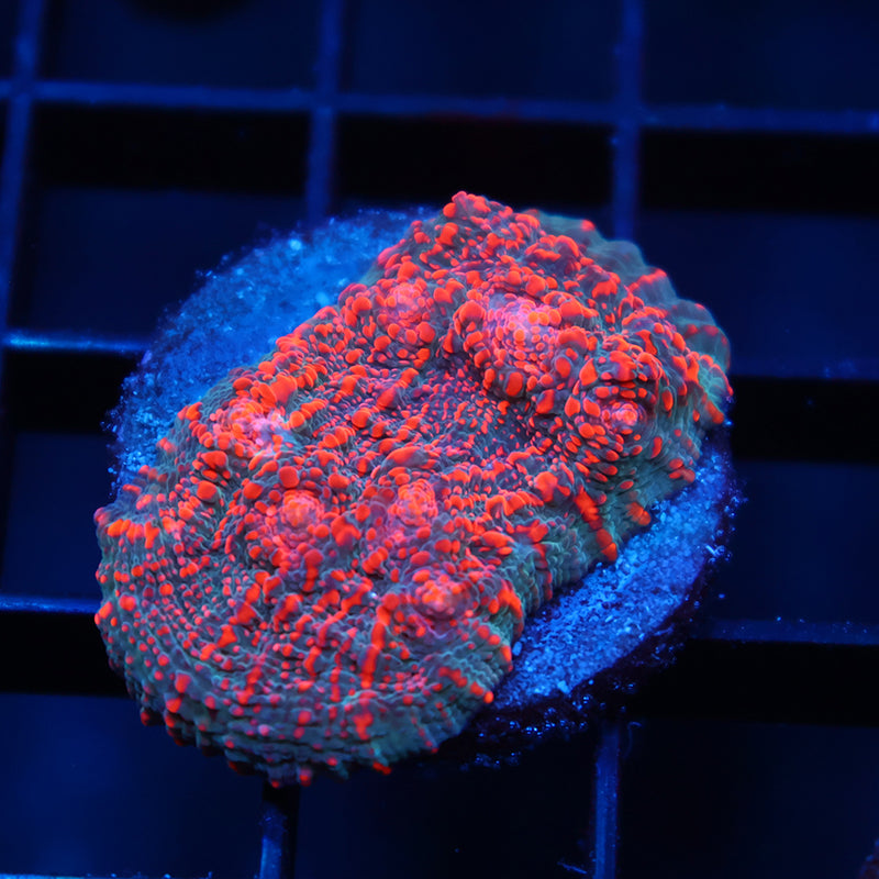 WWC Cherry Garcia Chalice