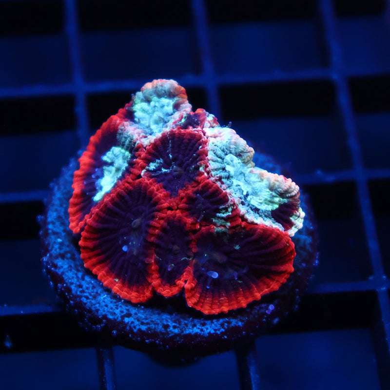 TCK Grafted Favia