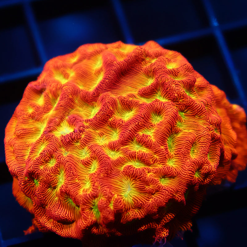 JF Jack-O-Lantern Lepto