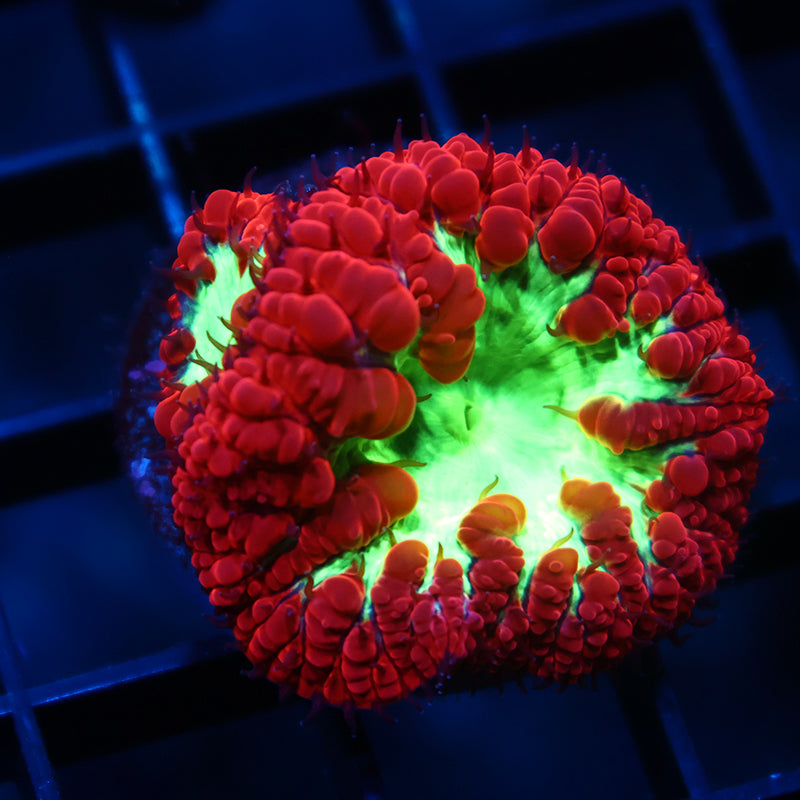 Big Polyp TCK Sour Apple Blastos
