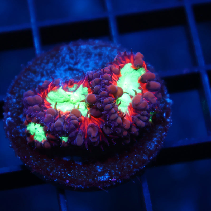 ARC Black Cherry Blastos