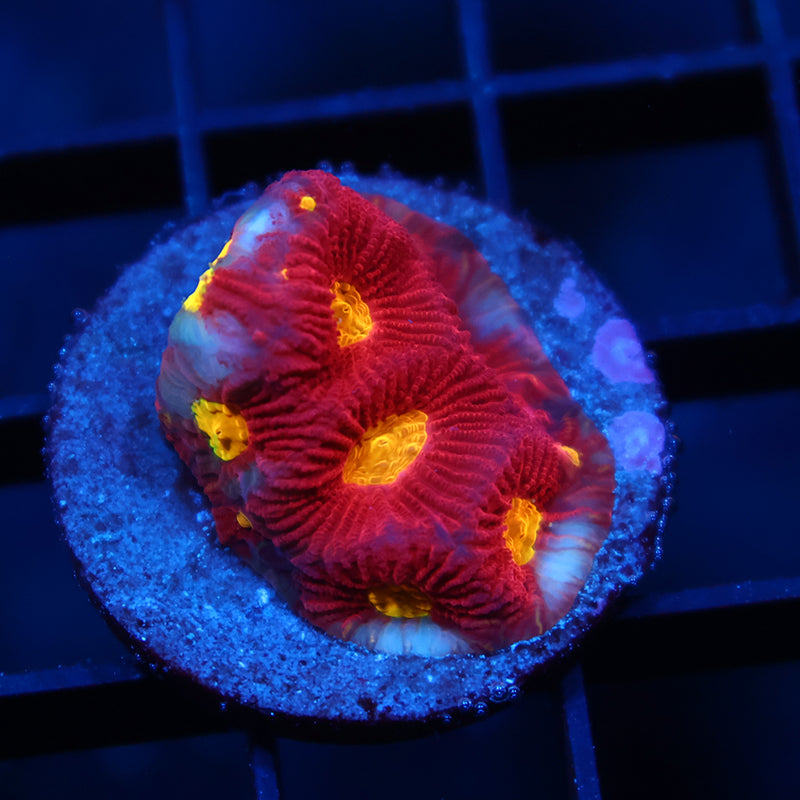 JF Toro Bravo Favia