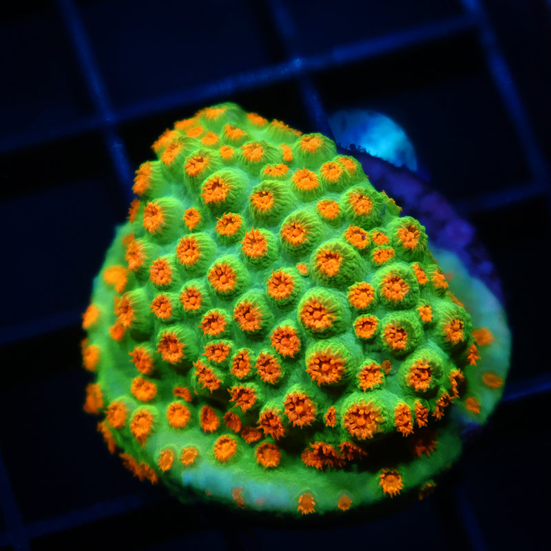 Lg Reptar Cyphastrea