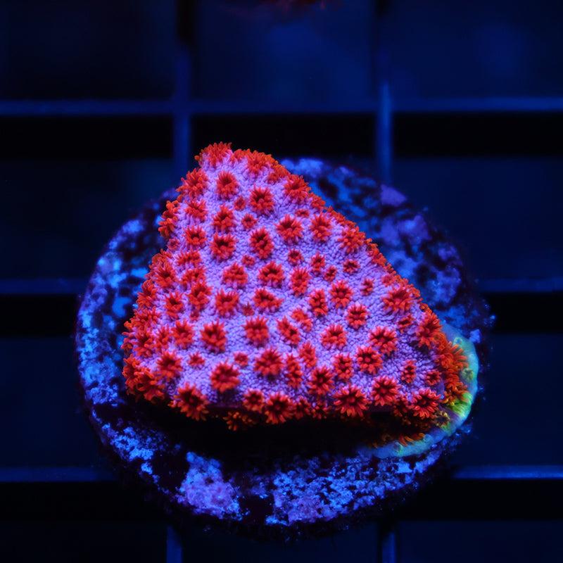 Skittles Bomb Cyphastrea