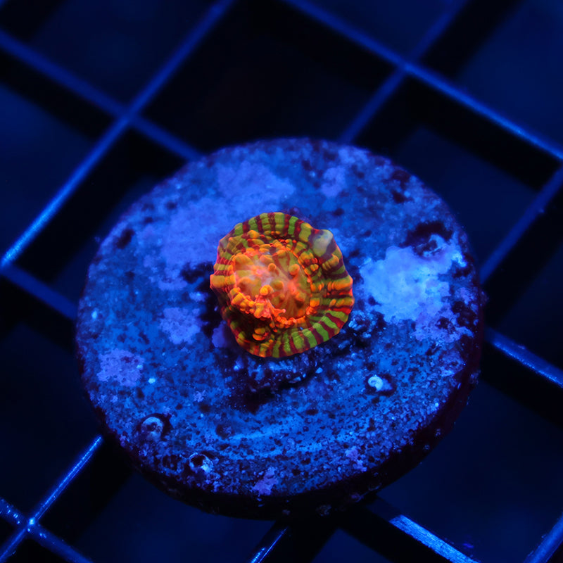 TCK Inferno Convict Chalice
