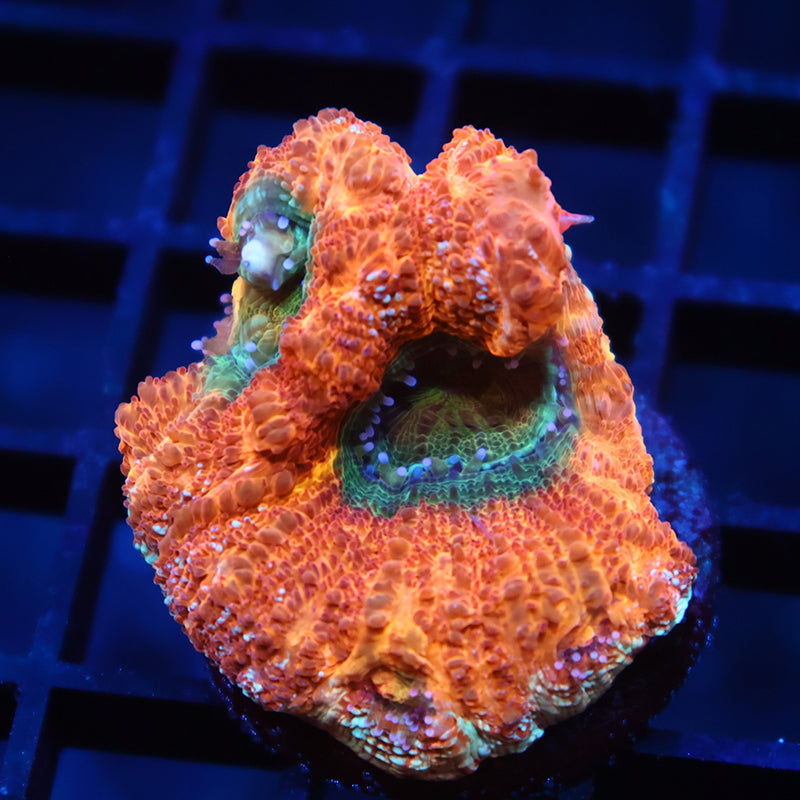Huge Polyp TCK Orange Creamsicle Bowerbanki