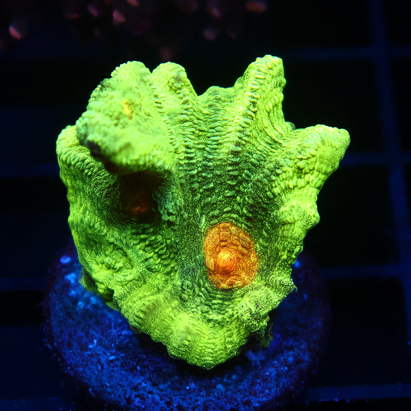 Space Invader Pectinia