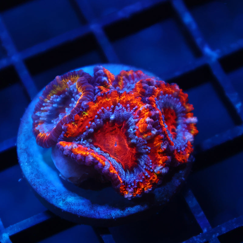TCK Fluffy Acan
