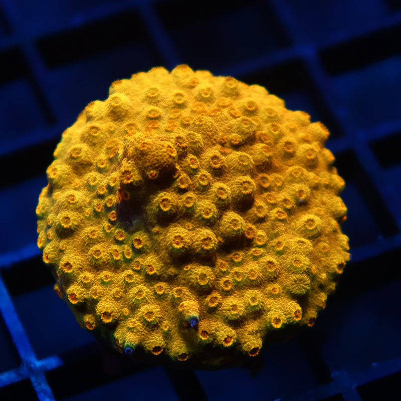 TCK Yellow Cyphastrea