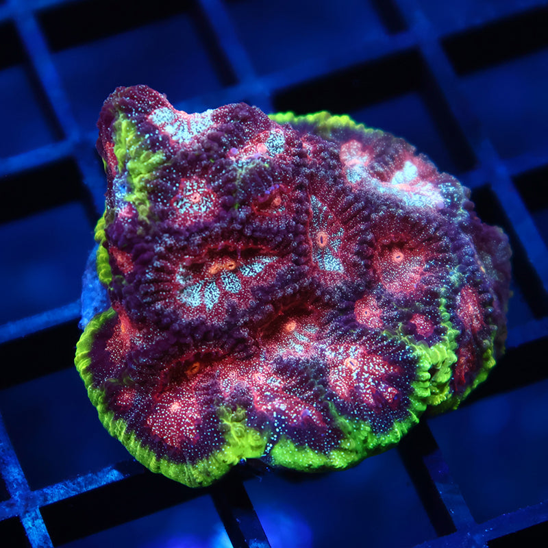 TCK Bejeweled Favia