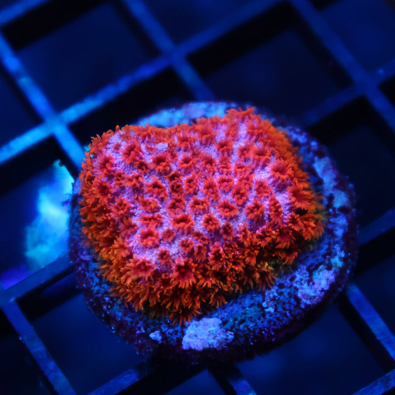 Skittles Bomb Cyphastrea