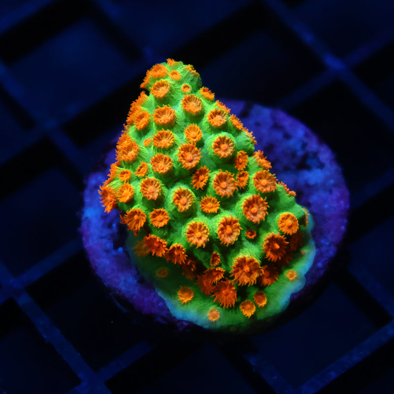 Reptar Cyphastrea