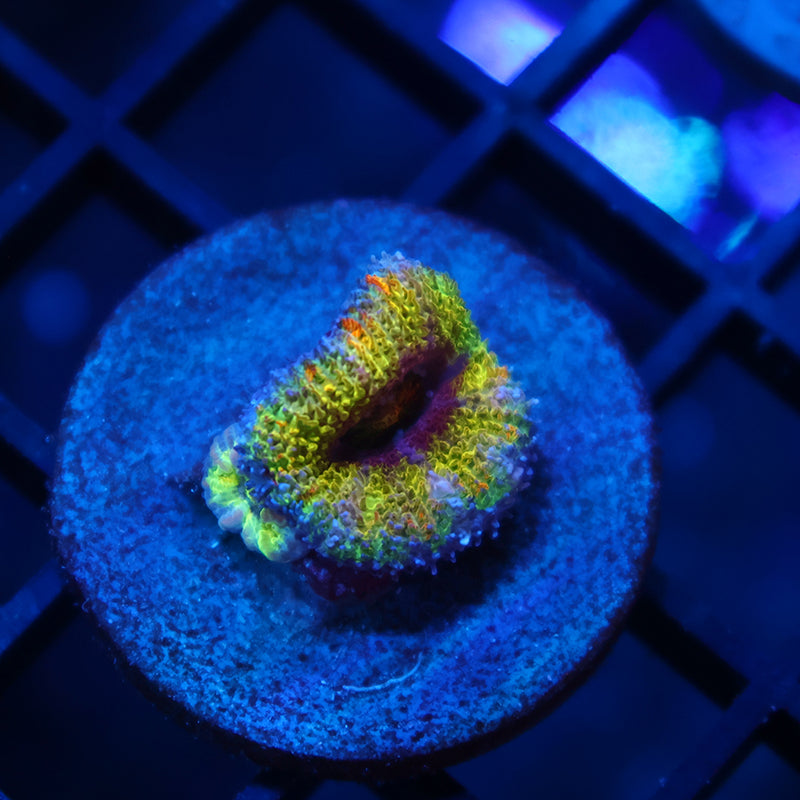 SR Limelight Acan