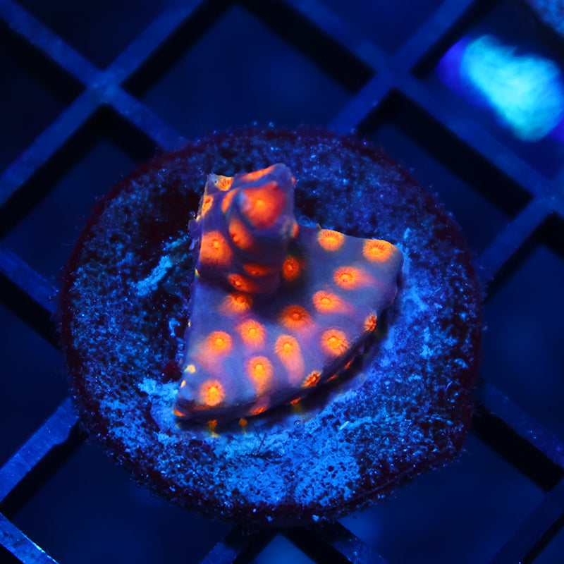 ARC Monet's Madness Cyphastrea