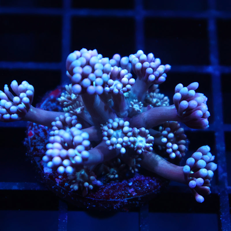 TCK Grape Gumballs Goni