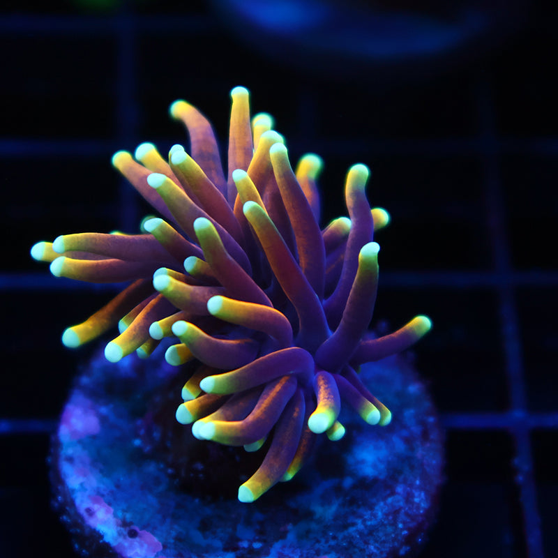 Tiny TCK Inferno Torch