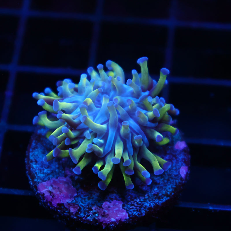 TCK Purple Tipped Branching Hammer