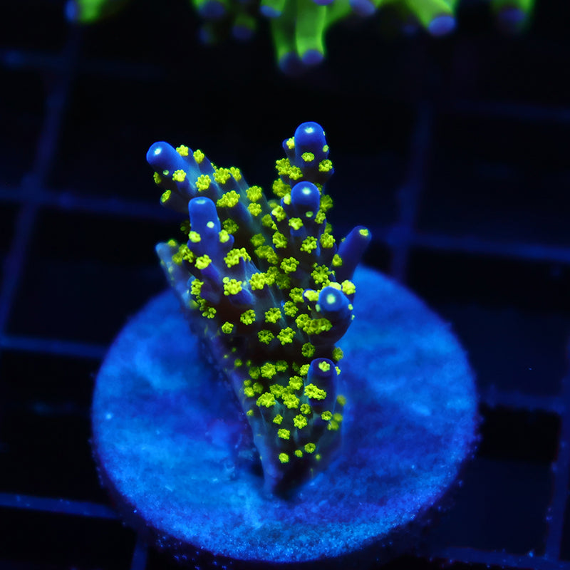TCK Bonsai