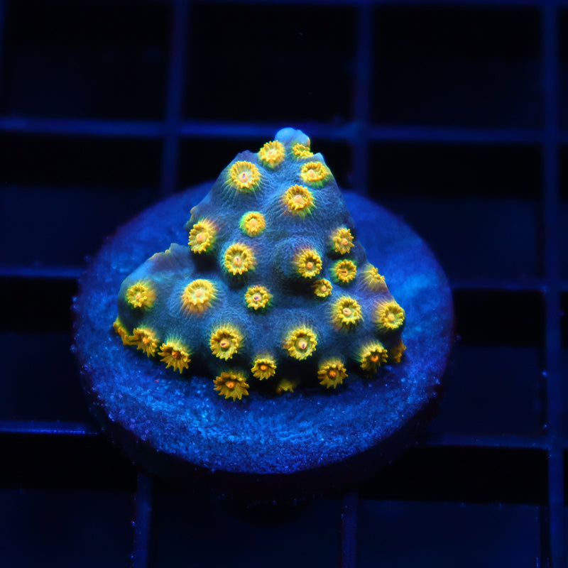 Zoolander Cyphastrea