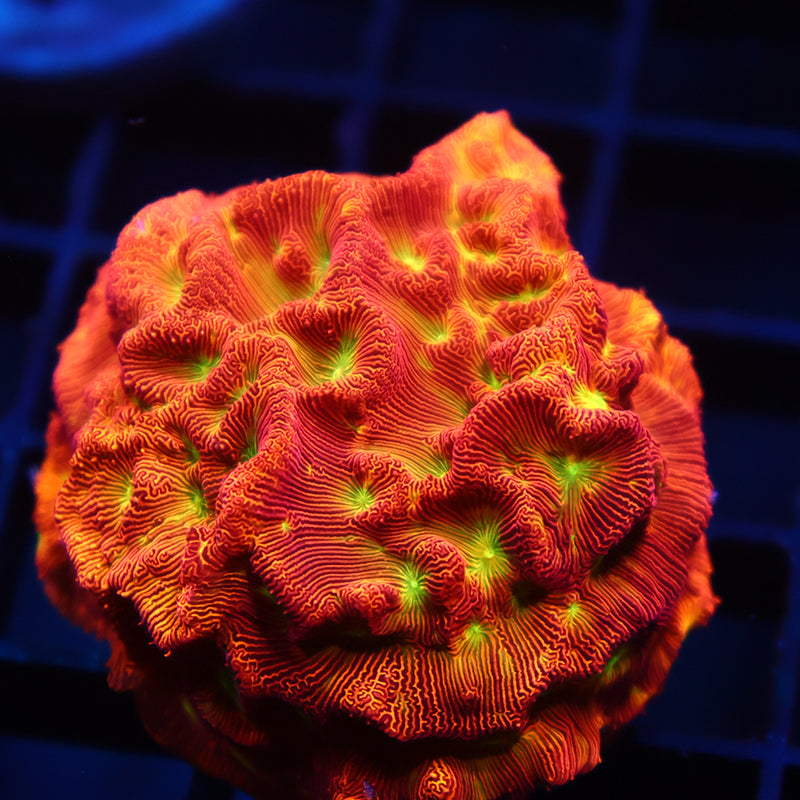 JF Jack-O-Lantern Lepto