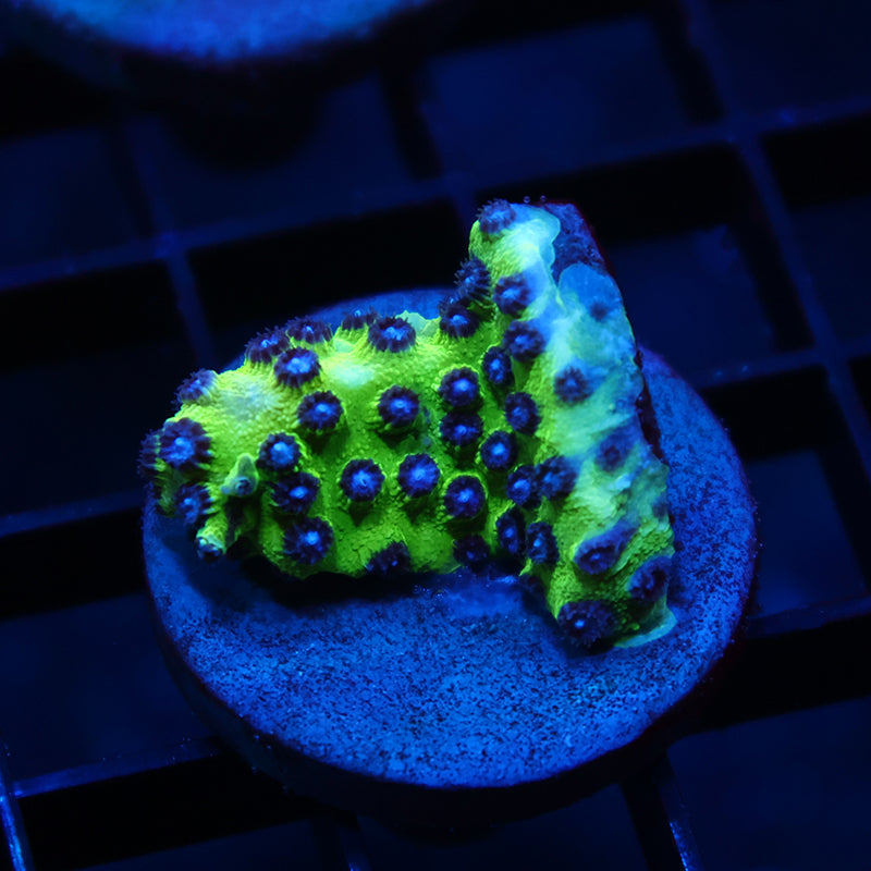 JF Purple People Eater Cyphastrea