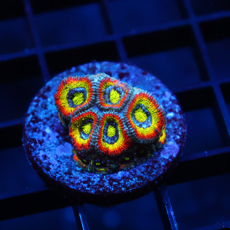 TCK HG Micromussa