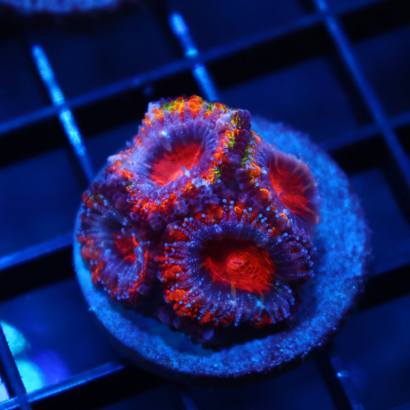 TCK Fluffy Rainbow Acan