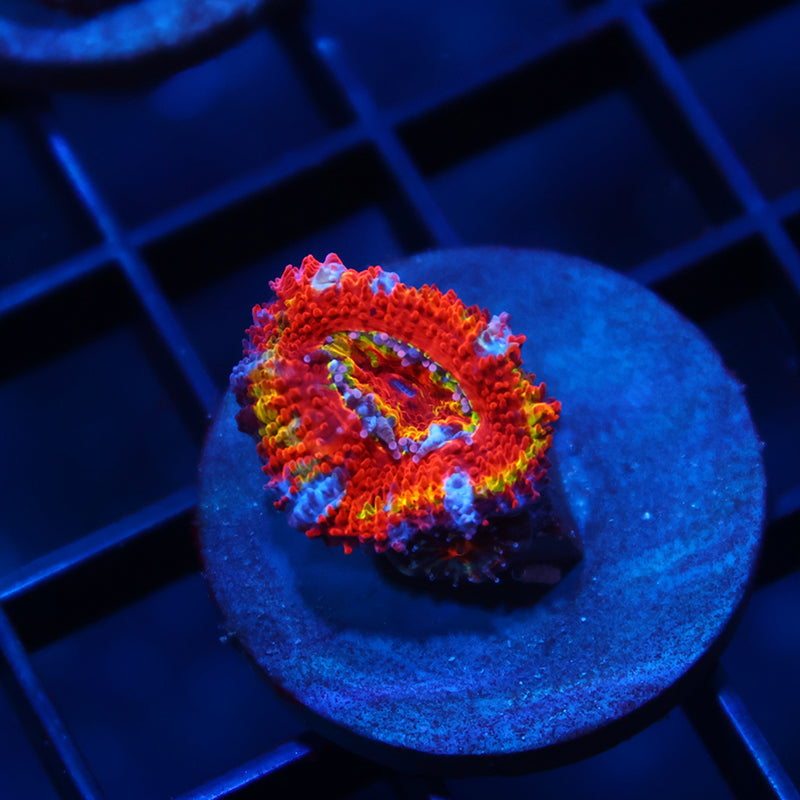 TCK Crazy Rainbows Acan