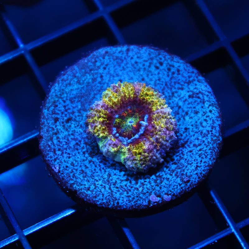 SR Limelight Acan