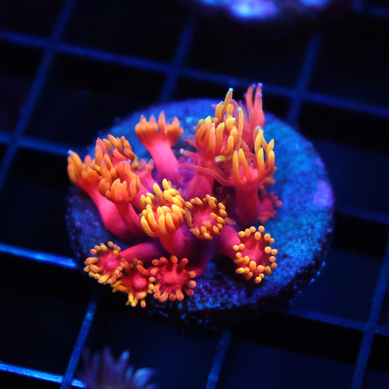 TCK Fireballs Goni